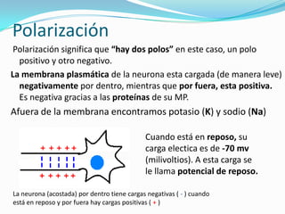 PolarizaciónPolarización significa que “hay dos polos” en este caso, un polo positivo y otro negativo. La membrana plasmática de la neurona esta cargada (de manera leve) negativamente por dentro, mientras que por fuera, esta positiva. Es negativa gracias a las proteínas de su MP.Afuera de la membrana encontramos potasio (K) y sodio (Na)Cuando está en reposo, su carga electica es de -70 mv(milivoltios). A esta carga se le llama potencial de reposo.La neurona (acostada) por dentro tiene cargas negativas ( - ) cuando está en reposo y por fuera hay cargas positivas ( + )