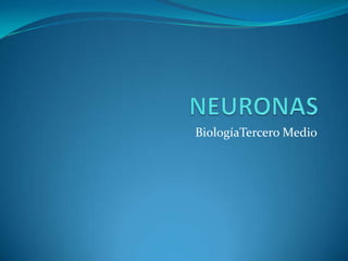 NEURONAS BiologíaTercero Medio  