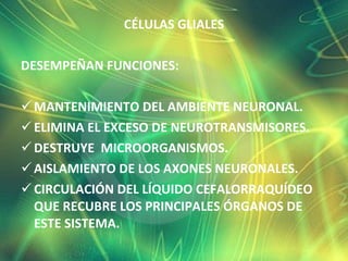 CÉLULAS GLIALES DESEMPEÑAN FUNCIONES:  MANTENIMIENTO DEL AMBIENTE NEURONAL.  ELIMINA EL EXCESO DE NEUROTRANSMISORES. DESTRUYE  MICROORGANISMOS. AISLAMIENTO DE LOS AXONES NEURONALES. CIRCULACIÓN DEL LÍQUIDO CEFALORRAQUÍDEO QUE RECUBRE LOS PRINCIPALES ÓRGANOS DE ESTE SISTEMA. 