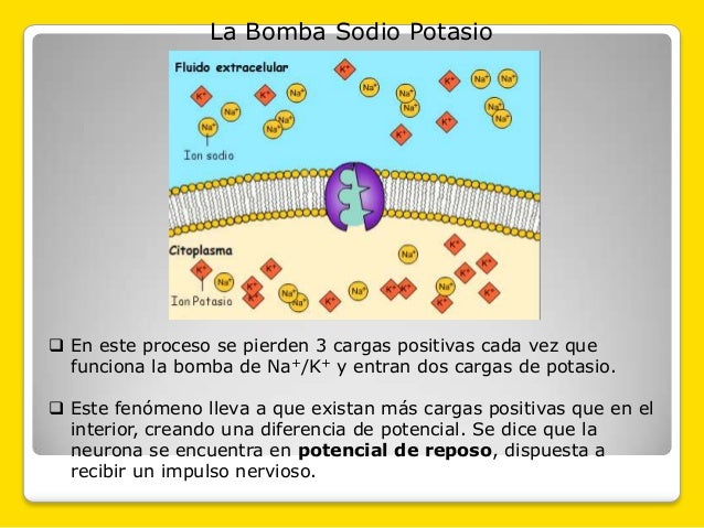Bomba Sodio Potasio 3 Sodio 2 Potasio es.slideshare.net