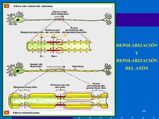 DEPOLARIZACIÓN Y REPOLARIZACIÓN DEL AXÓN 