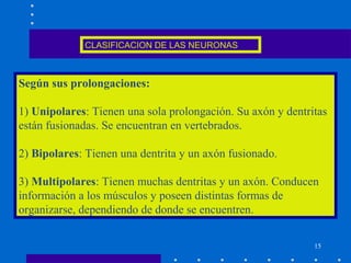 15
CLASIFICACION DE LAS NEURONAS
Según sus prolongaciones:
1) Unipolares: Tienen una sola prolongación. Su axón y dentritas
están fusionadas. Se encuentran en vertebrados.
2) Bipolares: Tienen una dentrita y un axón fusionado.
3) Multipolares: Tienen muchas dentritas y un axón. Conducen
información a los músculos y poseen distintas formas de
organizarse, dependiendo de donde se encuentren.
 