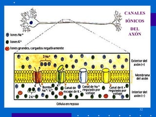 32
CANALES
IÓNICOS
DEL
AXÓN
 