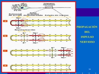 34
PROPAGACIÓN
DEL
IMPULSO
NERVIOSO
 