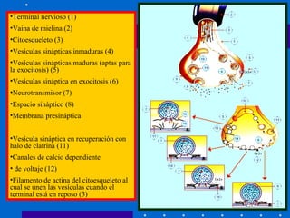 40
•Terminal nervioso (1)
•Vaina de mielina (2)
•Citoesqueleto (3)
•Vesículas sinápticas inmaduras (4)
•Vesículas sinápticas maduras (aptas para
la exocitosis) (5)
•Vesículas sináptica en exocitosis (6)
•Neurotransmisor (7)
•Espacio sináptico (8)
•Membrana presináptica
•Vesícula sináptica en recuperación con
halo de clatrina (11)
•Canales de calcio dependiente
• de voltaje (12)
•Filamento de actina del citoesqueleto al
cual se unen las vesículas cuando el
terminal está en reposo (3)
 