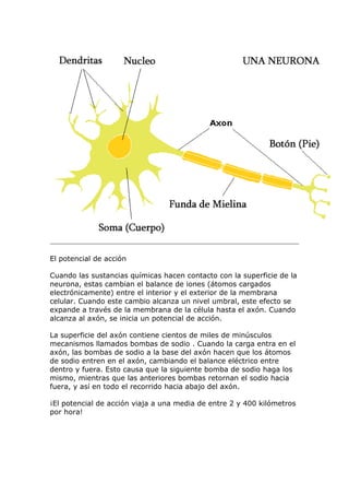 Neuronas