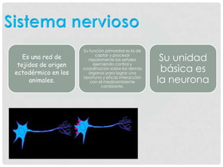 Funcionamiento neuronal
• Son un tipo de células del sistema nervioso
cuya principal función es la excitabilidad
eléctrica...