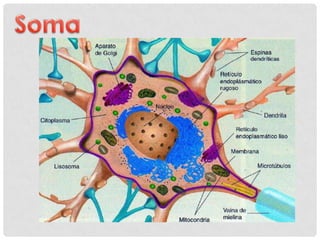 • Las dendritas son ramificaciones que proceden del soma neuronal que
consisten en proyecciones citoplasmáticas envueltas ...