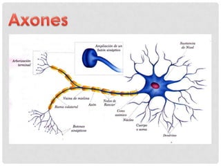 Es una unión
intercelular
especializada
entre neuronas o
entre una
neurona y una
célula efectora.

En estos
contactos se
l...