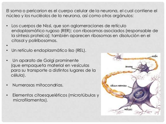 Resultado de imagen de El axón, cilindroeje o neurita es una prolongación de las neuronas especializadas en conducir el impulso nervioso desde el cuerpo celular o soma hacia otra célula