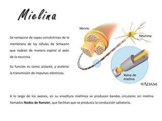 Mielina
Se compone de capas concéntricas de la

membrana de las células de Schwann
que rodean de manera espiral al axón
de la neurona.
Su función es como aislante, y acelerar

la transmisión de impulsos eléctricos.

A lo largo de los axones, en su envoltura mielínica se producen bandas circulares sin mielina
llamados Nodos de Ranvier, que facilitan que se produzca la conducción saltatoria.

 