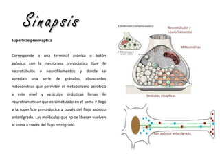 Sinapsis

Neurotúbulos y
neurofilamentos

Superficie presináptica
Mitocondrias

Corresponde a una terminal axónica o botón
axónico, con la membrana presináptica libre de

neurotúbulos
aprecian

una

y

neurofilamentos
serie

de

y

gránulos,

donde

se

abundantes

mitocondrias que permiten el metabolismo aeróbico
a este nivel y vesículas sinápticas llenas de

Vesículas sinápticas

neurotransmisor que es sintetizado en el soma y llega
a la superficie presináptica a través del flujo axónico
anterógrado. Las moléculas que no se liberan vuelven
al soma a través del flujo retrógrado.
Flujo axónico anterógrado

 