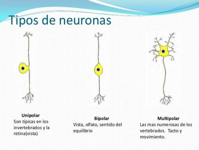 Neuronas