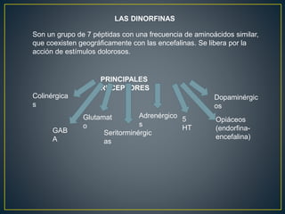 LAS DINORFINAS
Son un grupo de 7 péptidas con una frecuencia de aminoácidos similar,
que coexisten geográficamente con las encefalinas. Se libera por la
acción de estímulos dolorosos.
PRINCIPALES
RECEPTORES
Colinérgica
s
Glutamat
o
Seritorminérgic
as
Adrenérgico
s
Opiáceos
(endorfina-
encefalina)
Dopaminérgic
os
GAB
A
5
HT
 