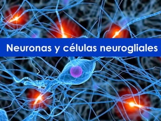 Neuronas y células neurogliales
 