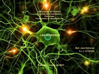 Universidad de Yacambú
Facultad de Humanidades
Psicología
Fundamento de Neurociencias
MsC. José Ontiveros
C.I. v. 15.739.934
Cabudare, marzo de 2017
LAS NEURONAS
 