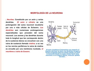MORFOLOGÍA DE LA NEURONA
. Neuritas. Constituido por un axón y varias
dendritas. El axón o cilindro es una
prolongación del soma neuronal recubierta
por una o más células de Schwann. Las
dendritas son numerosas prolongaciones
especializadas que proceden del soma
neuronal. Los axones y las dendritas durante
toda la longitud que les corresponde dentro
de la sustancia blanca se envuelven con una
vaina de sustancia llamada mielina; a su vez
en los nervios periféricos la vaina de mielina
es envuelta por una membrana nucleada, el
neurilema o vaina de Scwann.
El axón constituye el transmisor con respecto al
impulso nervioso, es decir, las dendritas recogen y
envían el impulso hacia el cuerpo celular y el axón
lo transmite desde el cuerpo celular hacia otras
neuronas o a un órgano efector, músculo, epitelio
secretor…
 