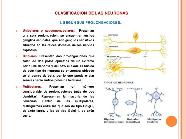 Neuronas