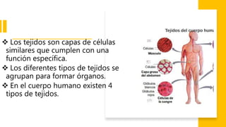  Los tejidos son capas de células
similares que cumplen con una
función específica.
 Los diferentes tipos de tejidos se
agrupan para formar órganos.
 En el cuerpo humano existen 4
tipos de tejidos.
 
