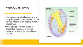  Se origina desde el ectodermo y
sus principales componentes son las
células, rodeadas de escaso material
intercelular.
 Las células son de dos clases
diferentes: neuronas o células
nerviosas y neuroglia o células de
sostén.
TEJIDO NERVIOSO
 