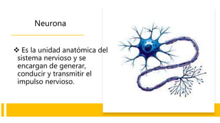 Neurona
 Es la unidad anatómica del
sistema nervioso y se
encargan de generar,
conducir y transmitir el
impulso nervioso.
 
