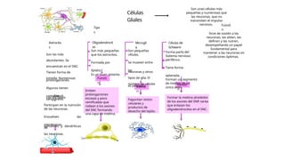 células del sistema nervioso neuronas.pptx