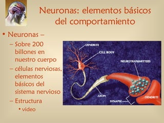 Neuronas: elementos básicos del comportamiento ,[object Object],[object Object],[object Object],[object Object],[object Object]