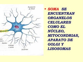 • SOMA SE
  ENCUENTRAN
  ORGANELOS
  CELULARES
  COMO EL
  NÚCLEO,
  MITOCONDRIAS,
  APARATO DE
  GOLGI Y
  LISOSOMAS
 