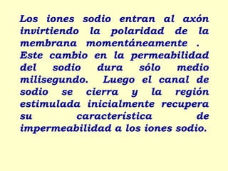 Los iones sodio entran al axón
invirtiendo la polaridad de la
membrana momentáneamente .
Este cambio en la permeabilidad
del    sodio  dura     sólo medio
milisegundo. Luego el canal de
sodio se cierra y la región
estimulada inicialmente recupera
su         característica       de
impermeabilidad a los iones sodio.
 