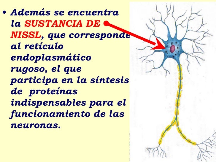 Neuronas1