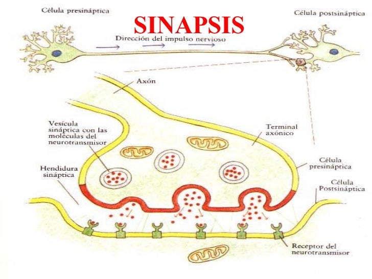 Neuronas1