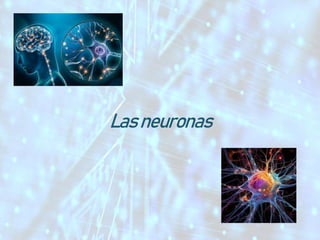 Las neuronas
 