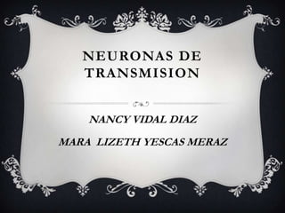 NEURONAS DE
   TRANSMISION


    NANCY VIDAL DIAZ
MARA LIZETH YESCAS MERAZ
 