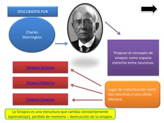 DESCUBIERTA POR




          Charles
        Sherrington


                                                                  Propuso el concepto de
                                                                   sinapsis como espacio
                                                                 estrecho entre neuronas.
          Sinapsis Química


          Sinapsis Eléctrica
                                                           Lugar de comunicación entre
                                                           dos neuronas o una célula
          Sinapsis Gaseosa                                 efectora.


  La Sinapsis es una estructura que cambia constantemente
(aprendizaje), perdida de memoria – destrucción de la sinapsis
 