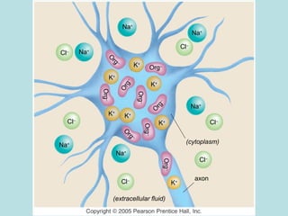 Na+
Cl–
Na+
Na+
Cl–
Cl–
Cl–
Cl–
Cl–
Na+
Na+
Na+
K+
K+
K+
K+
K+K+
K+
Org–
Org–
Org–
Org–
O
rg
–
O
rg
–
Org–
O
rg–
Org–
(extracellular fluid)
(cytoplasm)
axon
 