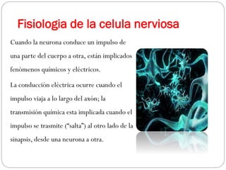 Fisiologia de la celula nerviosa
Cuando la neurona conduce un impulso de
una parte del cuerpo a otra, están implicados
fenómenos químicos y eléctricos.
La conducción eléctrica ocurre cuando el
impulso viaja a lo largo del axón; la
transmisión química esta implicada cuando el
impulso se trasmite (“salta”) al otro lado de la
sinapsis, desde una neurona a otra.
 