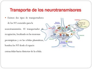 Transporte de los neurotransmisores
 Existen dos tipos de transportadores
de los NT esenciales para la
neurotransmisión. El transportador de
recaptación, localizado en las neuronas
presinápticas y en las células plasmáticas,
bombea los NT desde el espacio
extracelular hacia elinterior de la célula.
 