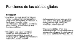 Funciones de las células gliales
NEUROGLIA
• Astrocitos: Telas de astrocitos forman
vainas ceñidas en torno a los capilares
sanguíneos del encéfalo, éstas vainas y
las uniones entre las células
endoteliales de los capilares encefálicos
constituyen la denominada barrera
hematoencefálica.
• Microglia: En el tejido encefálico
inflamado o en degeneración, la
microglia aumenta su tamaño, se
mueve y ejerce fagocitosis para destruir
microbios y restos celulares.
• Células ependimarias: son neuroglia
que forman finas capas que tapizan
cavidades llenas de líquido del
encéfalo y médula espinal.
• Oligondendrocitos: sirven para
mantener unidas las fibras nerviosas y
para producir la vaina de mielina grasa
que rodea las fibras nerviosas del SNC.
 