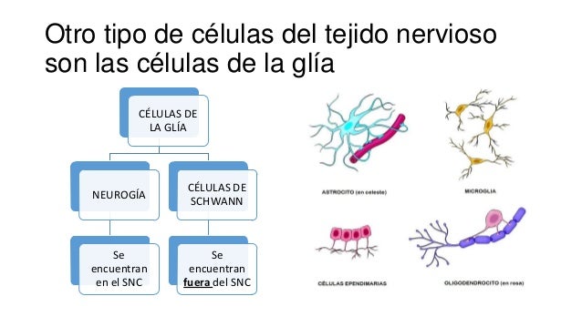 Neuronas y células de la glía
