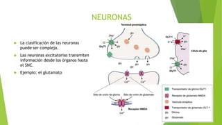 NEURONAS
 La clasificación de las neuronas
puede ser compleja.
 Las neuronas excitatorias transmiten
información desde l...