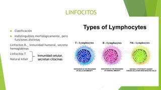 LINFOCITOS
 Clasificación
 Indistinguibles morfológicamente, pero
funciones distintas
Linfocitos B._ Inmunidad humoral, ...