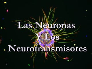 Las Neuronas
     Y Los
Neurotransmisores
 
