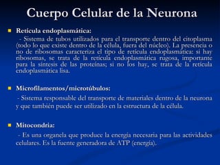 Cuerpo Celular de la Neurona Retícula endoplasmática: - Sistema de tubos utilizados para el transporte dentro del citoplasma (todo lo que existe dentro de la célula, fuera del núcleo). La presencia o no de ribosomas caracteriza el tipo de retícula endoplasmática: si hay ribosomas, se trata de la retícula endoplasmática rugosa, importante para la síntesis de las proteínas; si no los hay, se trata de la retícula endoplasmática lisa. Microfilamentos/microtúbulos: - Sistema responsable del transporte de materiales dentro de la neurona y que también puede ser utilizado en la estructura de la célula. Mitocondria: - Es una organela que produce la energía necesaria para las actividades celulares. Es la fuente generadora de ATP (energía). 