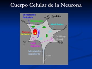 Cuerpo Celular de la Neurona 