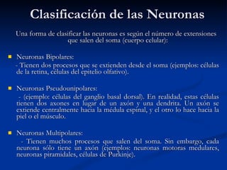 Clasificación de las Neuronas Una forma de clasificar las neuronas es según el número de extensiones que salen del soma (cuerpo celular): Neuronas Bipolares: - Tienen dos procesos que se extienden desde el soma (ejemplos: células de la retina, células del epitelio olfativo).  Neuronas Pseudounipolares:  - (ejemplo: células del ganglio basal dorsal). En realidad, estas células tienen dos axones en lugar de un axón y una dendrita. Un axón se extiende centralmente hacia la médula espinal, y el otro lo hace hacia la piel o el músculo.  Neuronas Multipolares: - Tienen muchos procesos que salen del soma. Sin embargo, cada neurona sólo tiene un axón (ejemplos: neuronas motoras medulares, neuronas piramidales, células de Purkinje).  