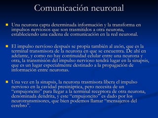 Comunicación neuronal Una neurona capta determinada información y la transforma en impulsos nerviosos que son trasmitidos a otra neurona, estableciendo una cadena de comunicación en la red neuronal. El impulso nervioso después se propia también al axón, que es la terminal transmisora de la neurona en que se encuentra. De ahí en adelante, y como no hay continuidad celular entre una neurona y otra, la transmisión del impulso nervioso tendrá lugar en la sinapsis, que es un lugar especialmente destinado a la propagación de información entre neuronas.  Una vez en la sinapsis, la neurona trasmisora libera el impulso nervioso en la cavidad presináptica, pero necesita de un “empujoncito” para llegar a la terminal receptora de otra neurona, denominada dendrita, y este “empujoncito” es dado por los neurotransmisores, que bien podemos llamar “mensajeros del cerebro”. 
