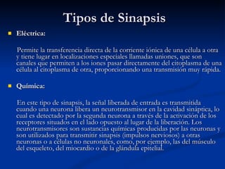 Tipos de Sinapsis Eléctrica: Permite la transferencia directa de la corriente iónica de una célula a otra y tiene lugar en localizaciones especiales llamadas uniones, que son canales que permiten a los iones pasar directamente del citoplasma de una célula al citoplasma de otra, proporcionando una transmisión muy rápida.  Química: En este tipo de sinapsis, la señal liberada de entrada es transmitida cuando una neurona libera un neurotransmisor en la cavidad sináptica, lo cual es detectado por la segunda neurona a través de la activación de los receptores situados en el lado opuesto al lugar de la liberación. Los neurotransmisores son sustancias químicas producidas por las neuronas y son utilizados para transmitir sinapsis (impulsos nerviosos) a otras neuronas o a células no neuronales, como, por ejemplo, las del músculo del esqueleto, del miocardio o de la glándula epitelial.  