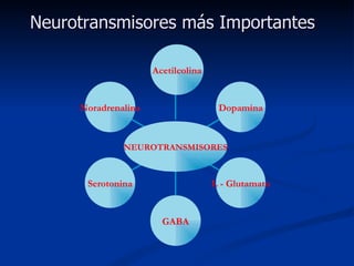 Neurotransmisores más Importantes Noradrenalina Serotonina GABA L - Glutamato Dopamina Acetilcolina NEUROTRANSMISORES 
