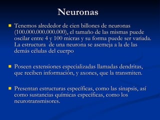 Neuronas Tenemos alrededor de cien billones de neuronas (100.000.000.000.000), el tamaño de las mismas puede oscilar entre 4 y 100 micras y su forma puede ser variada. La estructura  de una neurona se asemeja a la de las demás células del cuerpo  Poseen extensiones especializadas llamadas dendritas, que reciben información, y axones, que la transmiten. Presentan estructuras específicas, como las sinapsis, así como sustancias químicas específicas, como los neurotransmisores. 