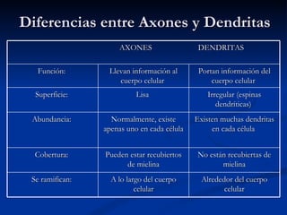 Diferencias entre Axones y Dendritas AXONES  DENDRITAS  Función:  Llevan información al cuerpo celular  Portan información del cuerpo celular  Superficie:  Lisa  Irregular (espinas dendríticas)  Abundancia:  Normalmente, existe apenas uno en cada célula Existen muchas dendritas en cada célula  Cobertura:  Pueden estar recubiertos de mielina No están recubiertas de mielina Se ramifican:  A lo largo del cuerpo celular Alrededor del cuerpo celular 